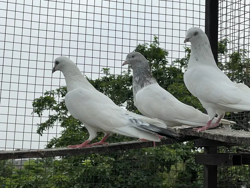 High quality pigeons — photo 6