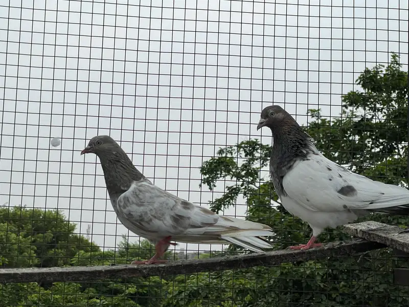 High quality pigeons — photo 7