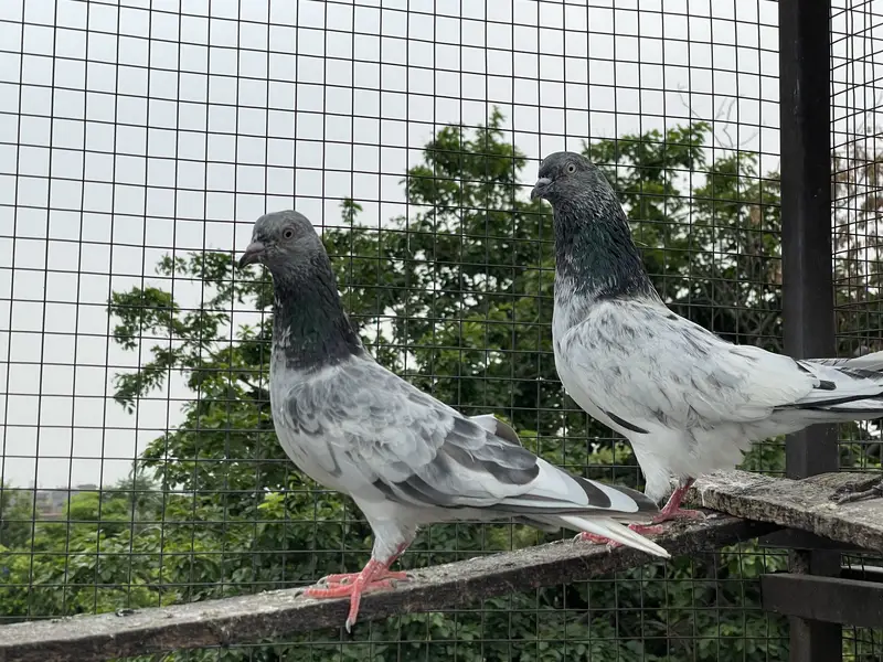High quality pigeons — photo 8
