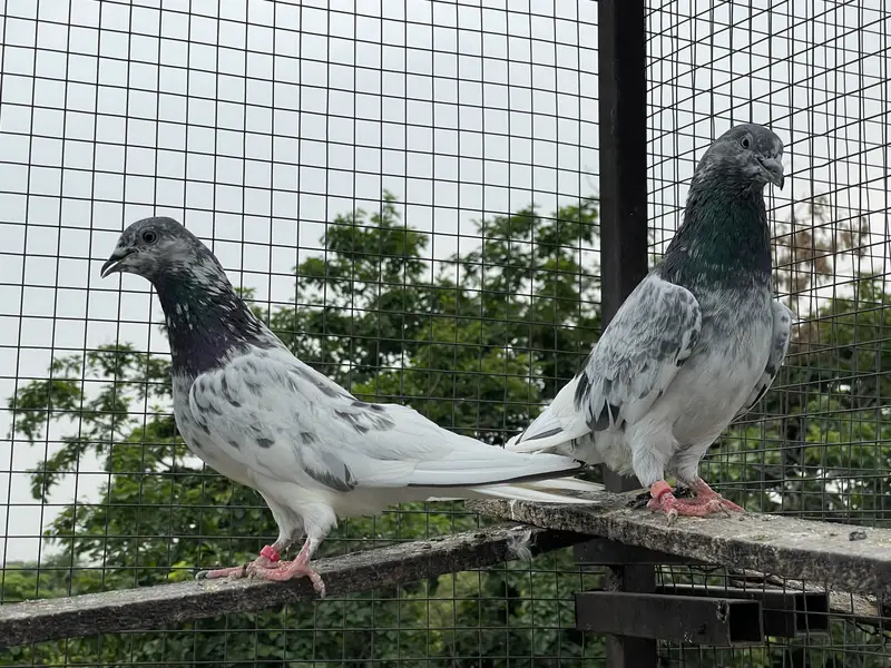 High quality pigeons — photo 9