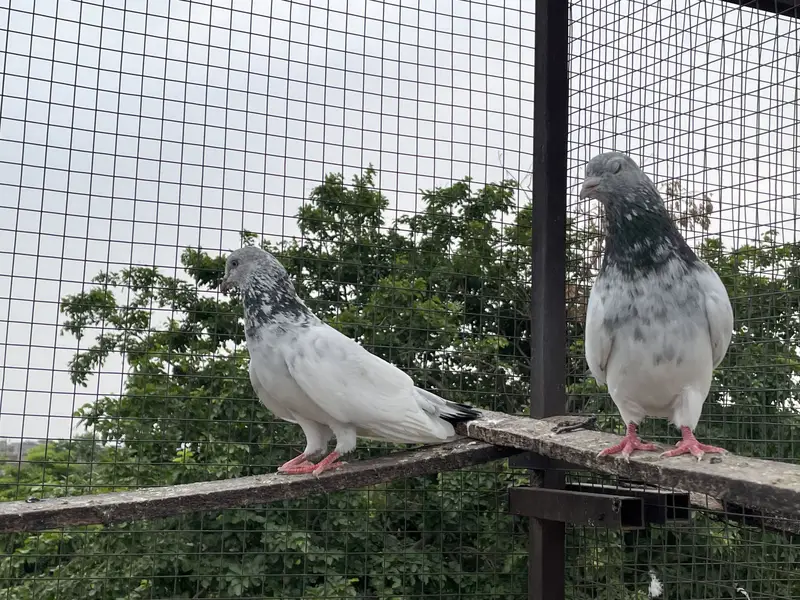 High quality pigeons — photo 10