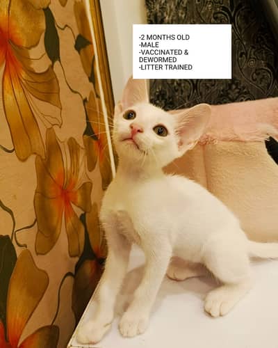 Adorable Kittens for Adoption