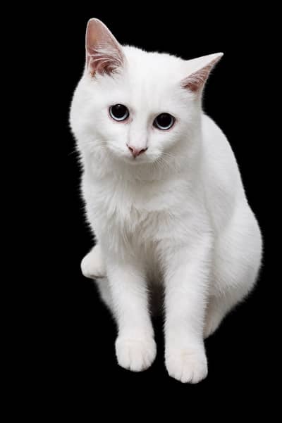 Beautiful White Persian Cat for Sale | Healthy & Friendly | Fluffy Pe