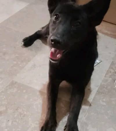 Dog for sale