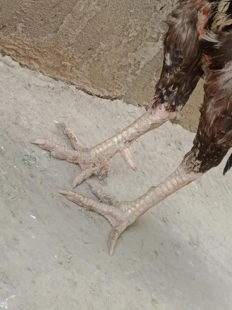 Sawa patha + Raza Madi — photo 2