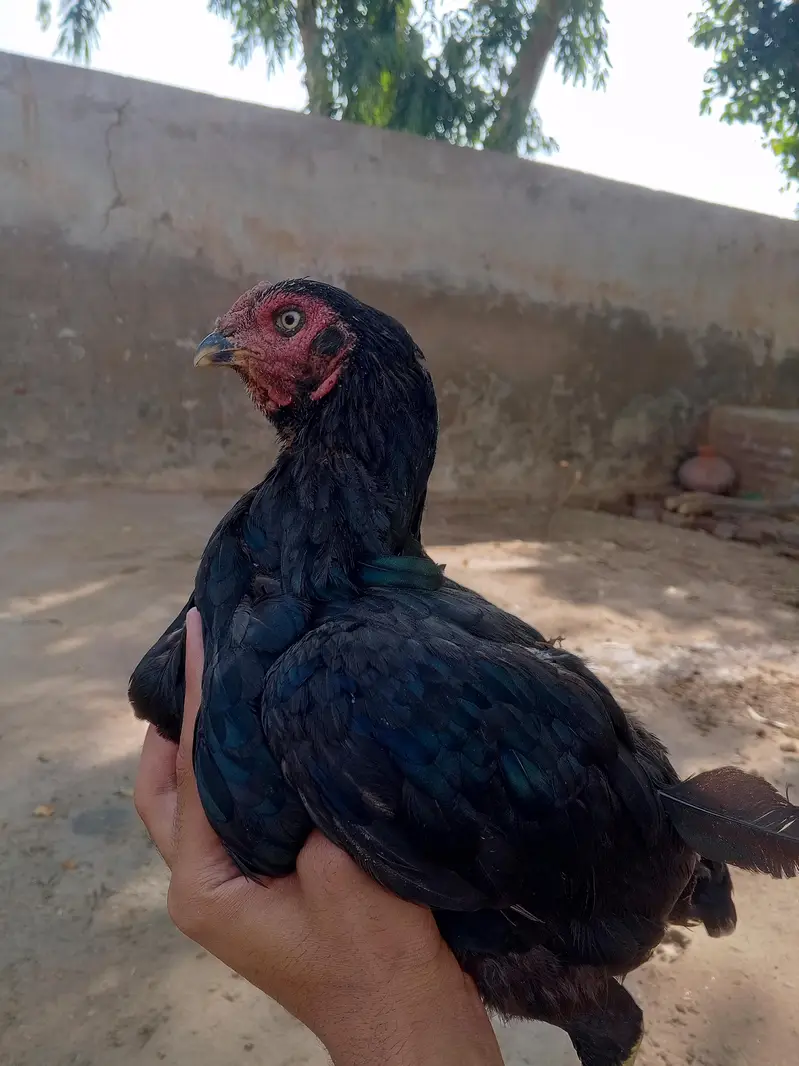 Sawa patha + Raza Madi — photo 3