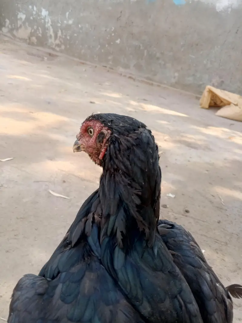 Sawa patha + Raza Madi — photo 5