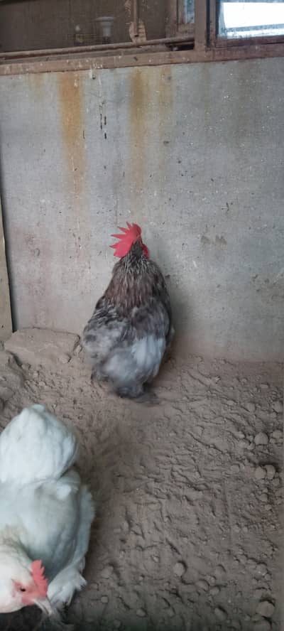 bantom pair for sale grey male white egg laying female
