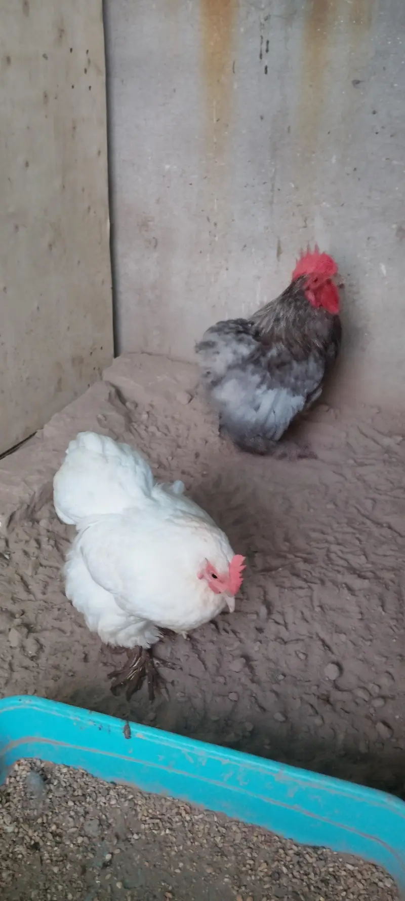 bantom pair  grey male white egg laying female exchange possible — photo 2