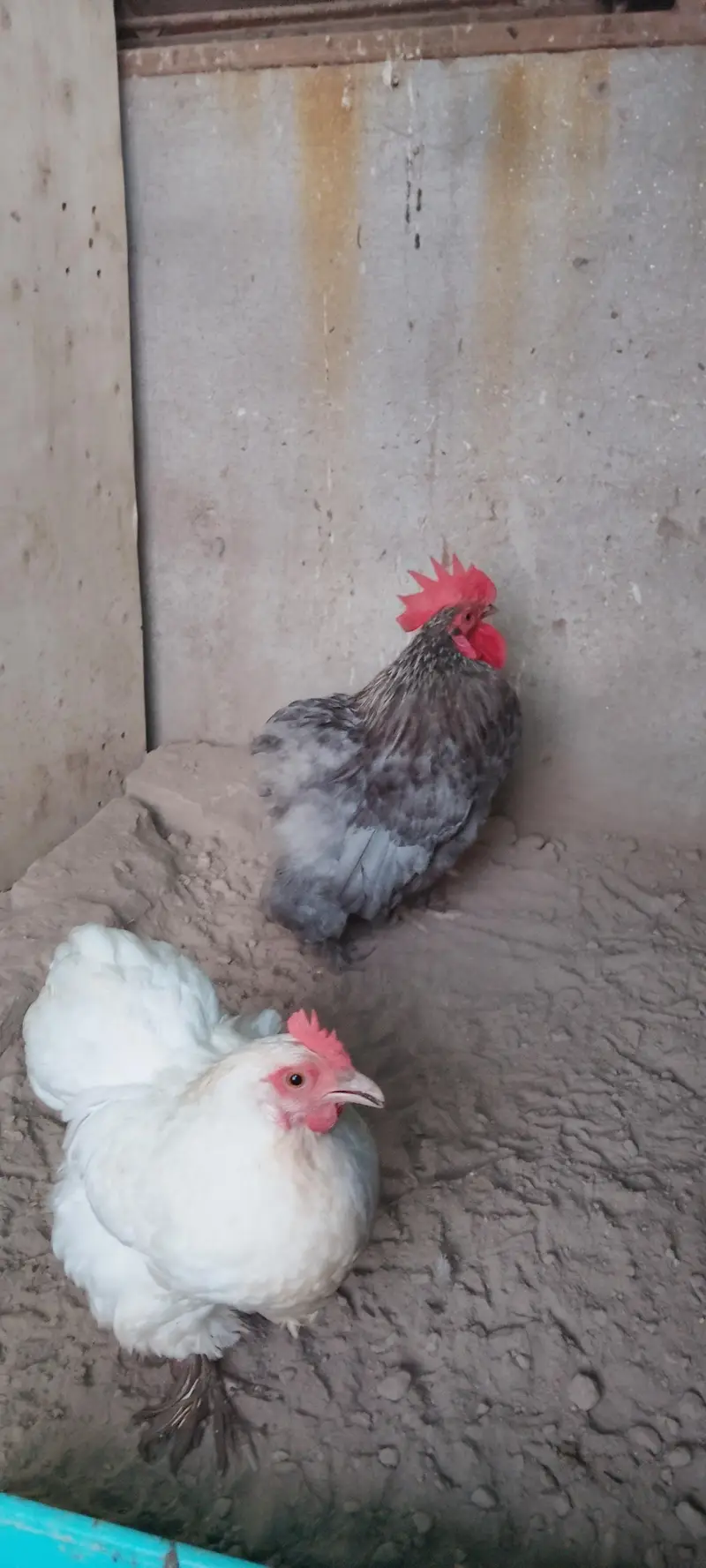 bantom pair  grey male white egg laying female exchange possible — photo 3