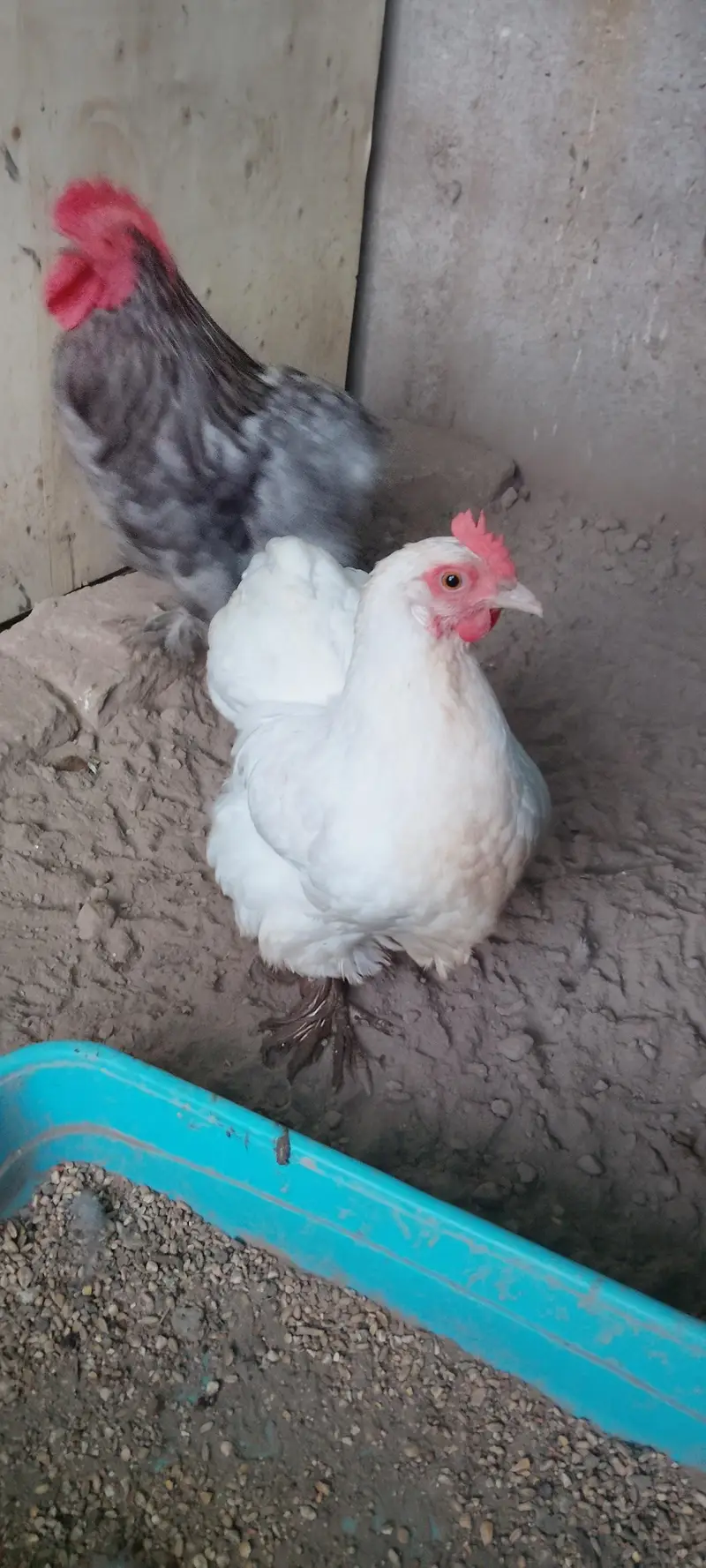 bantom pair  grey male white egg laying female exchange possible — photo 4