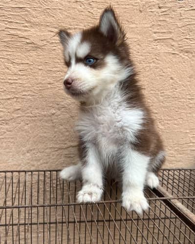 sebirian husky