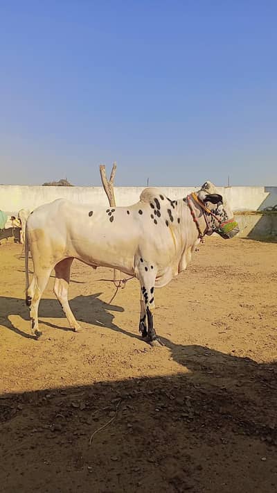 large male cow (bull), Fathehjangi breed, and healthy.