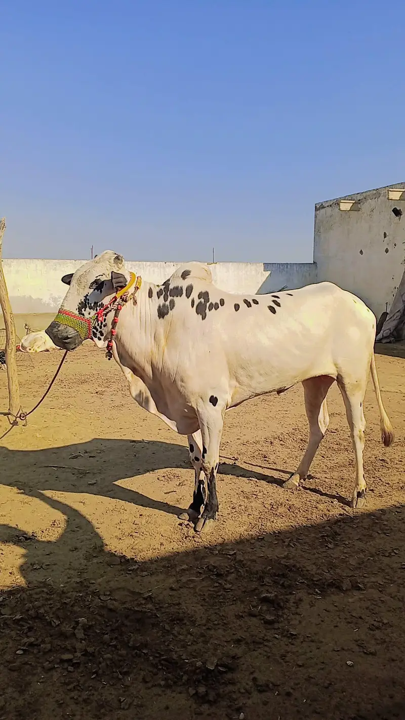 large male cow (bull), Fathehjangi breed, and healthy. — photo 2