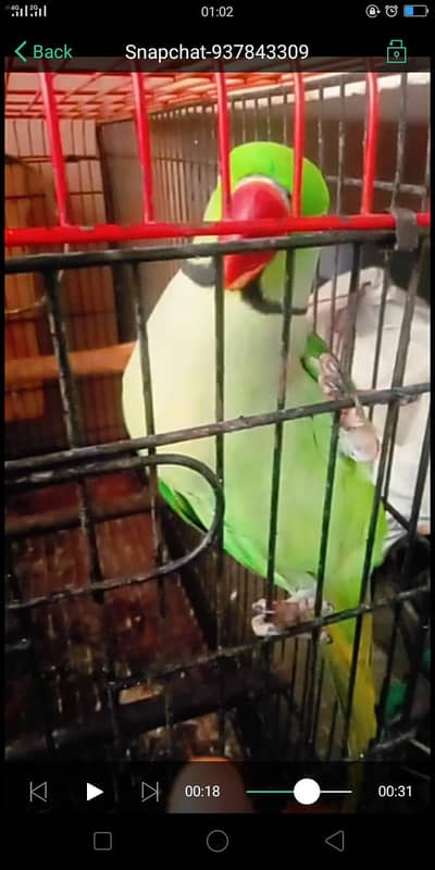 Kashmir Raw parrot