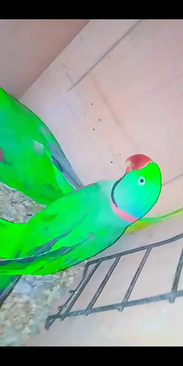 Kashmir Raw parrot — photo 2