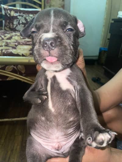 american bully puppy hai iska hath kharab hai