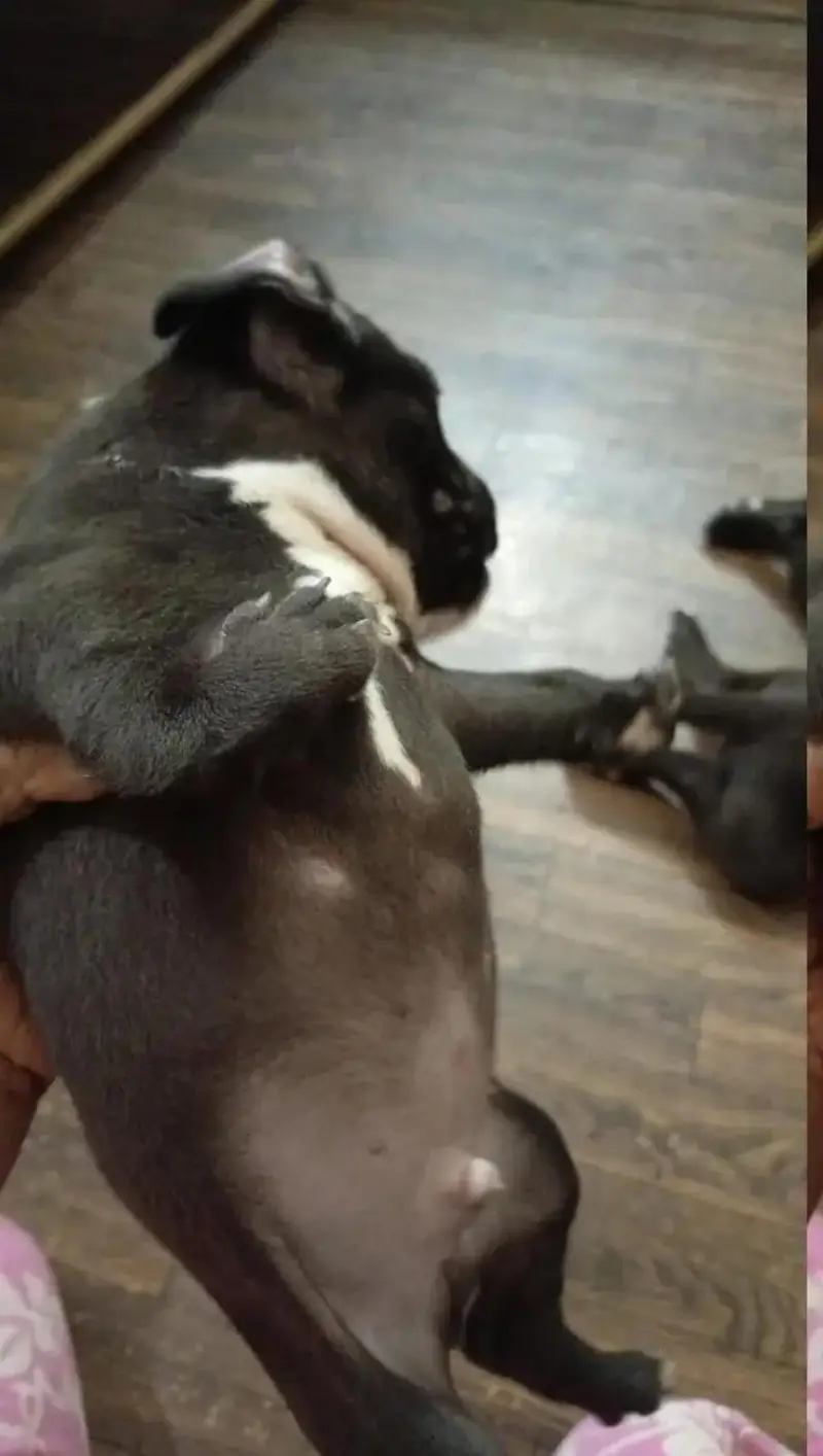 american bully puppy hai iska hath kharab hai — photo 2