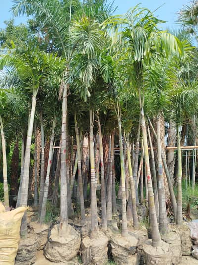 Foxtail Palm