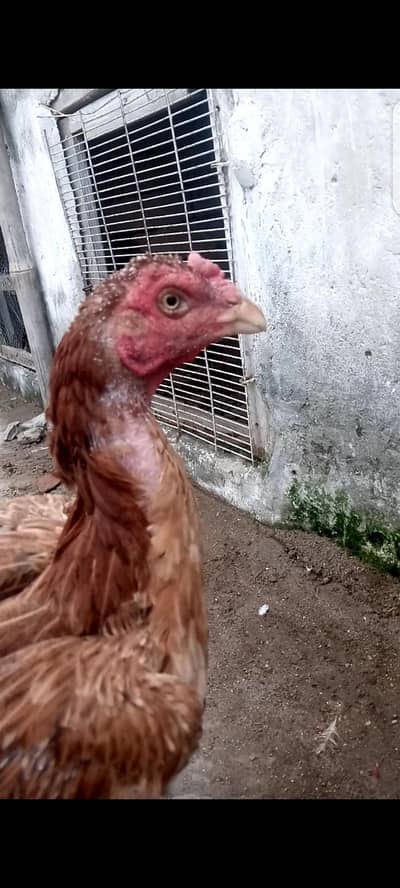 aseel hen bemi nasal