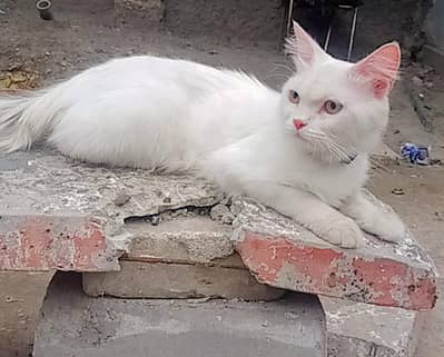 persian cat