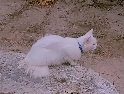 persian cat — photo 2