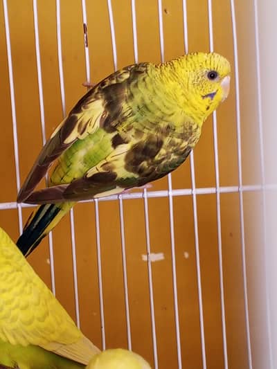 All birds with cages for sale location sahiwal city