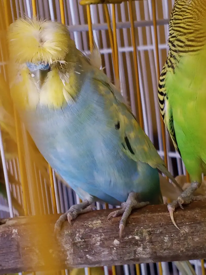 All birds with cages for sale location sahiwal city — photo 2