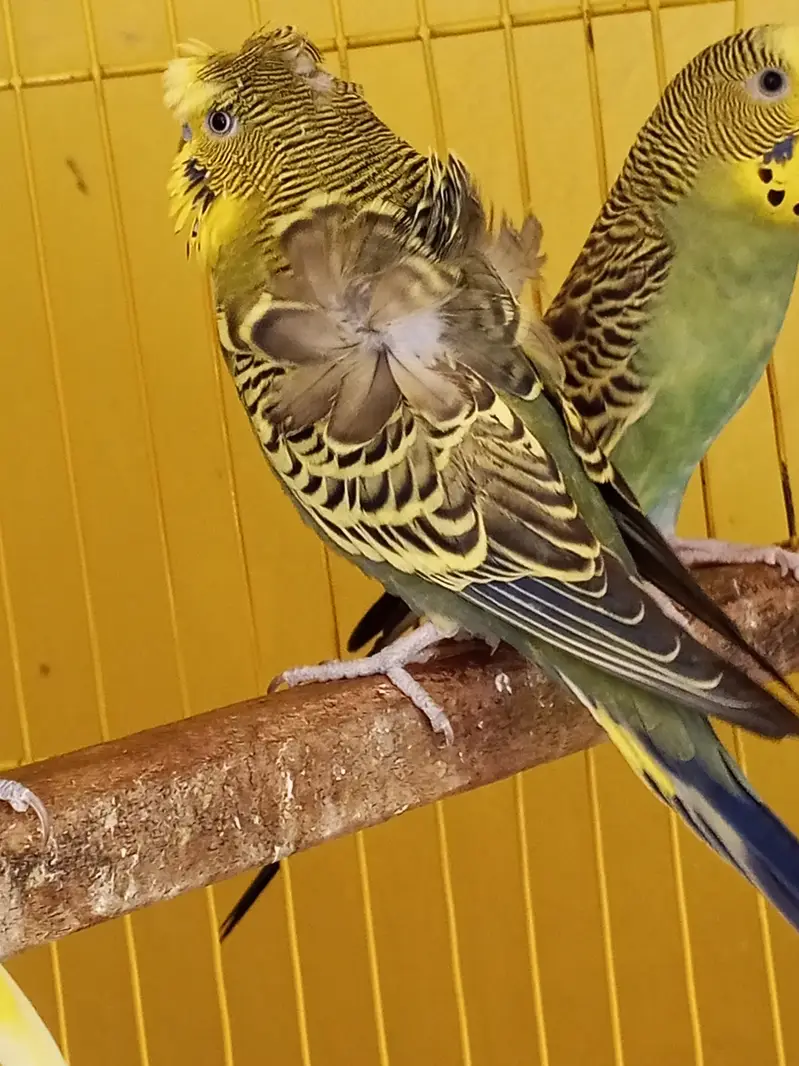 All birds with cages for sale location sahiwal city — photo 3