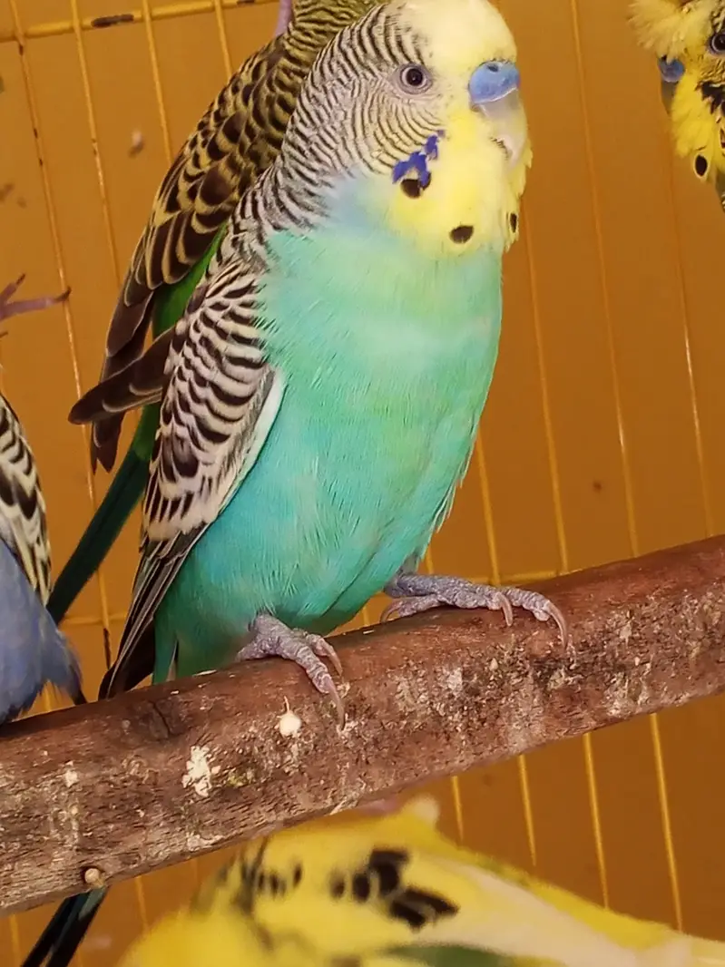All birds with cages for sale location sahiwal city — photo 4