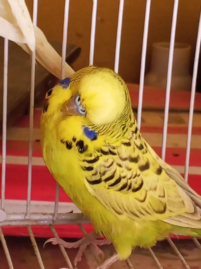 All birds with cages for sale location sahiwal city — photo 5