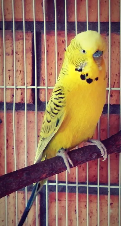 All birds with cages for sale location sahiwal city — photo 6