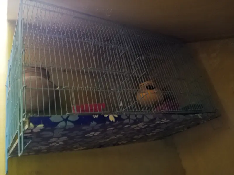 All birds with cages for sale location sahiwal city — photo 7