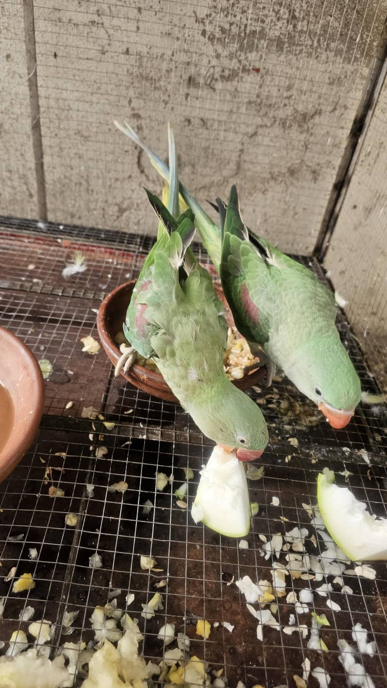 parrots 0