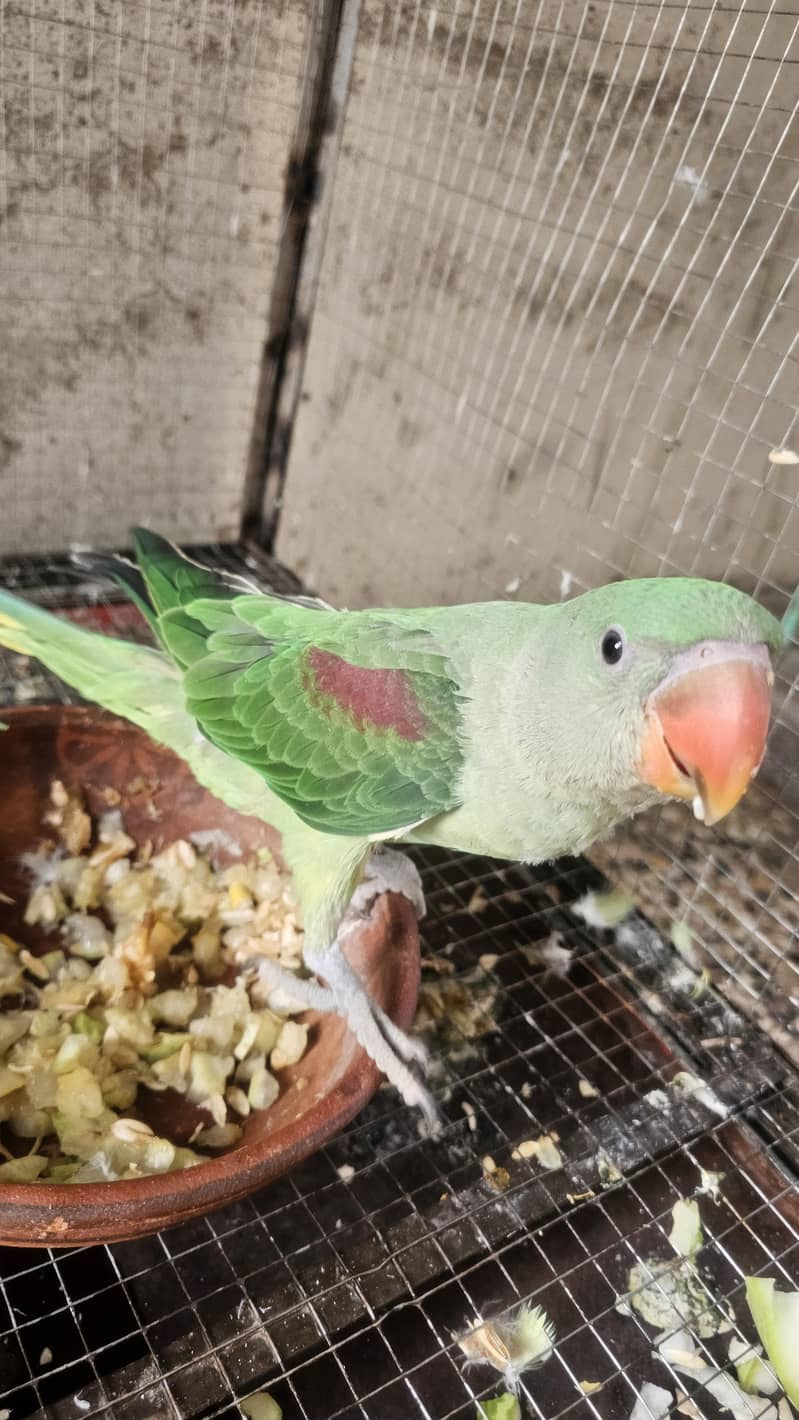 parrots 1