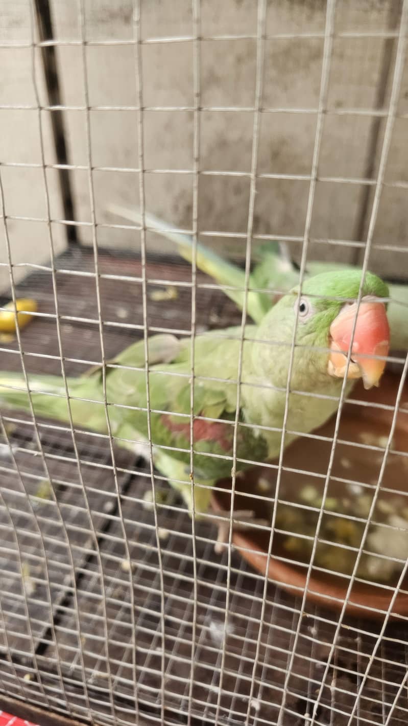 parrots 2