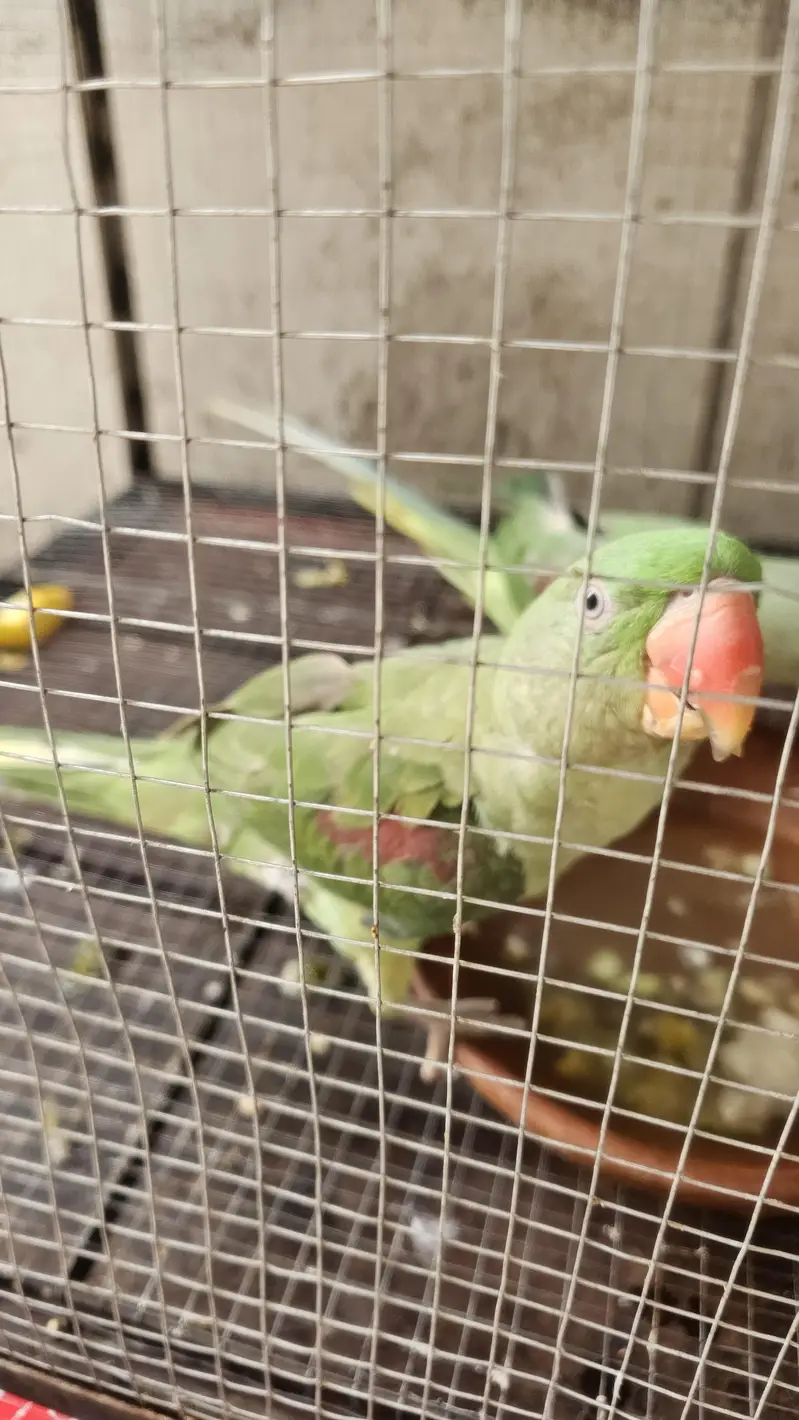 parrots — photo 3