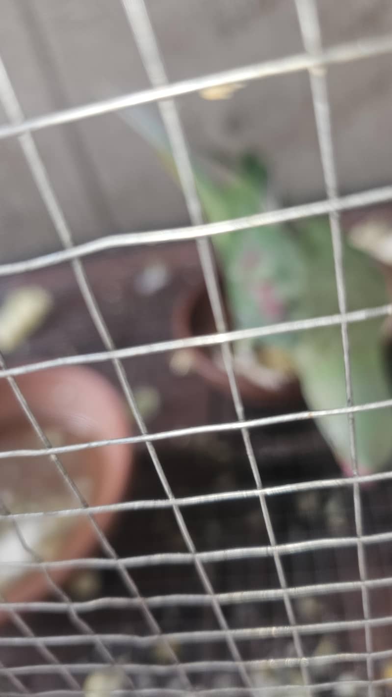 parrots 3