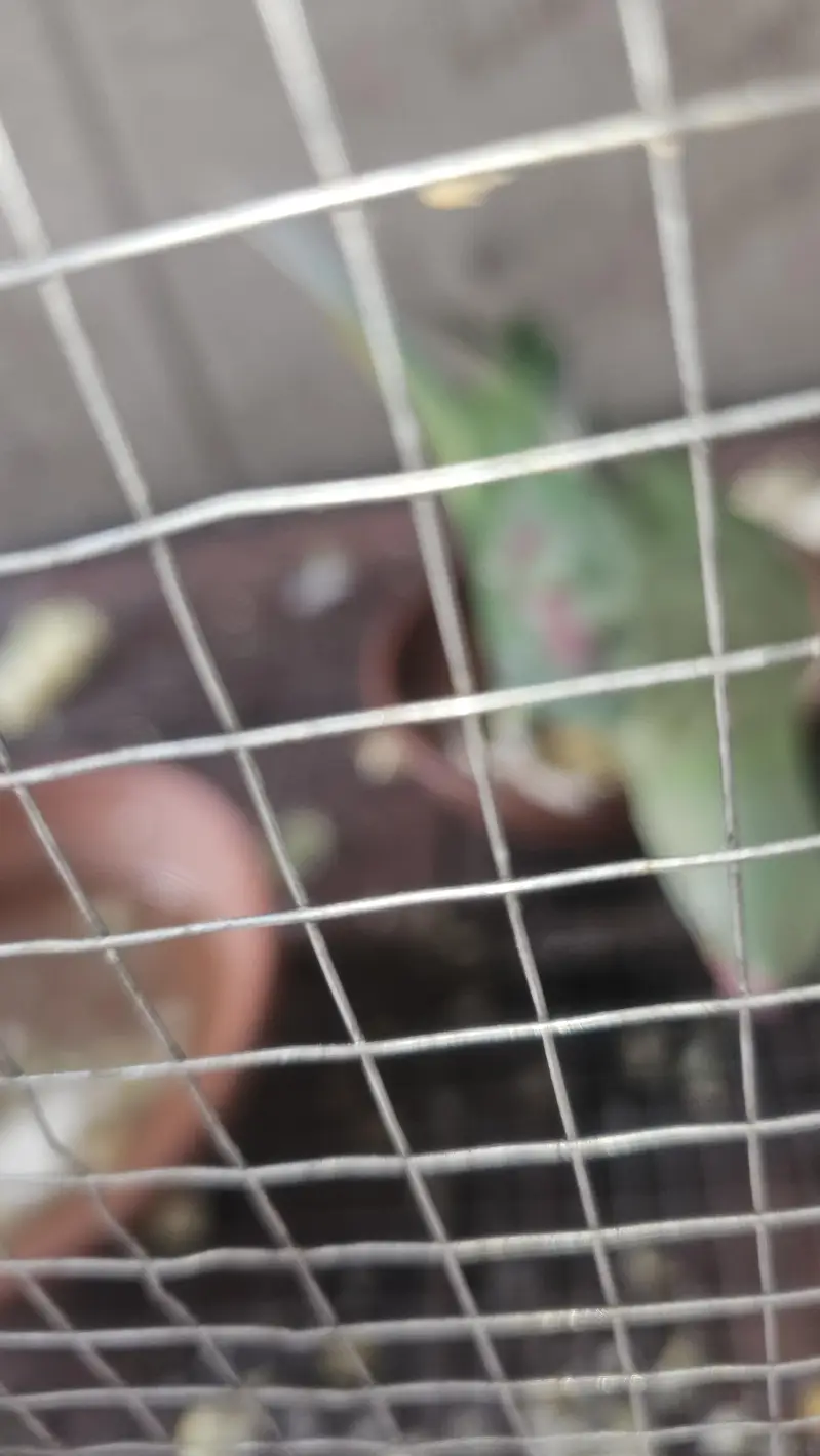 parrots — photo 4