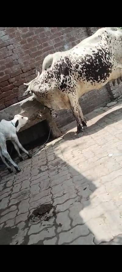 12 kg doodh confirm 350000 final 03703007149