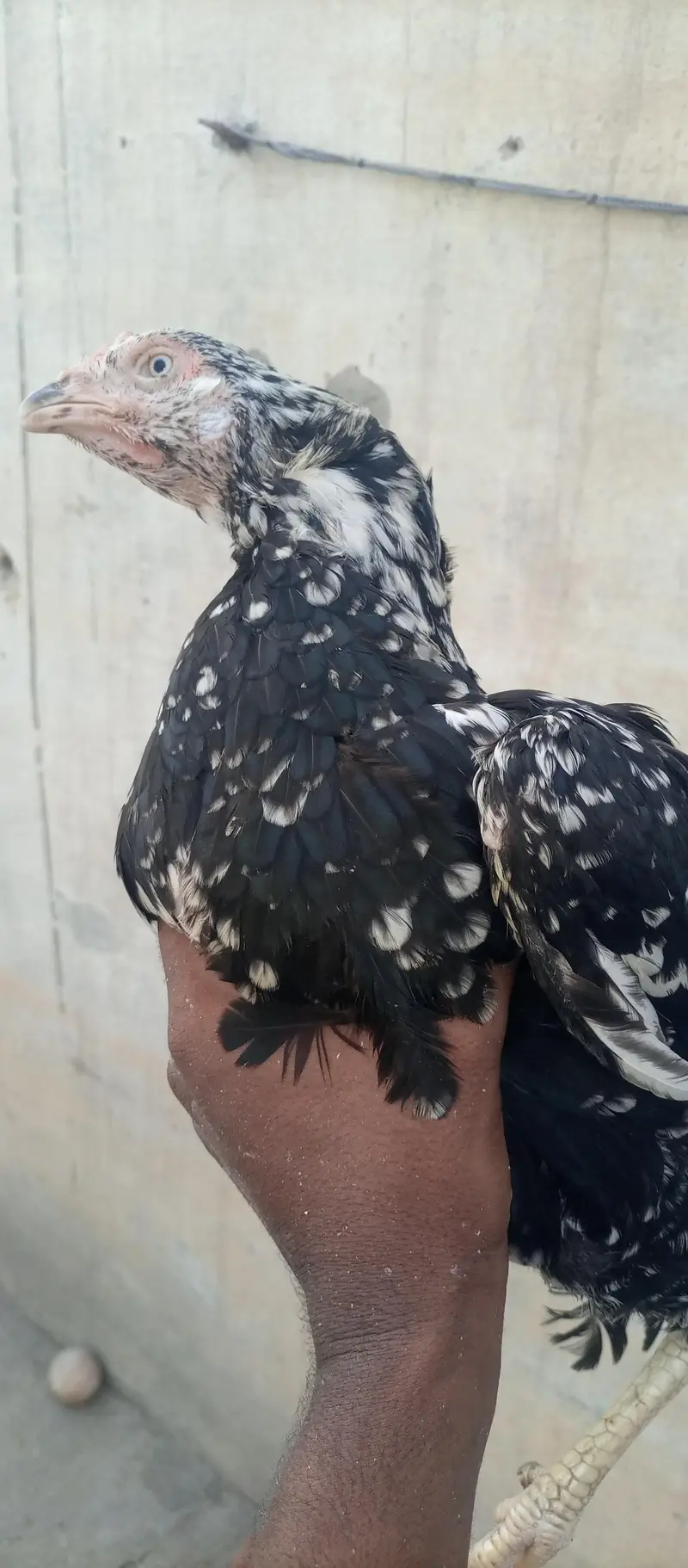 bareedar aseel — photo 3