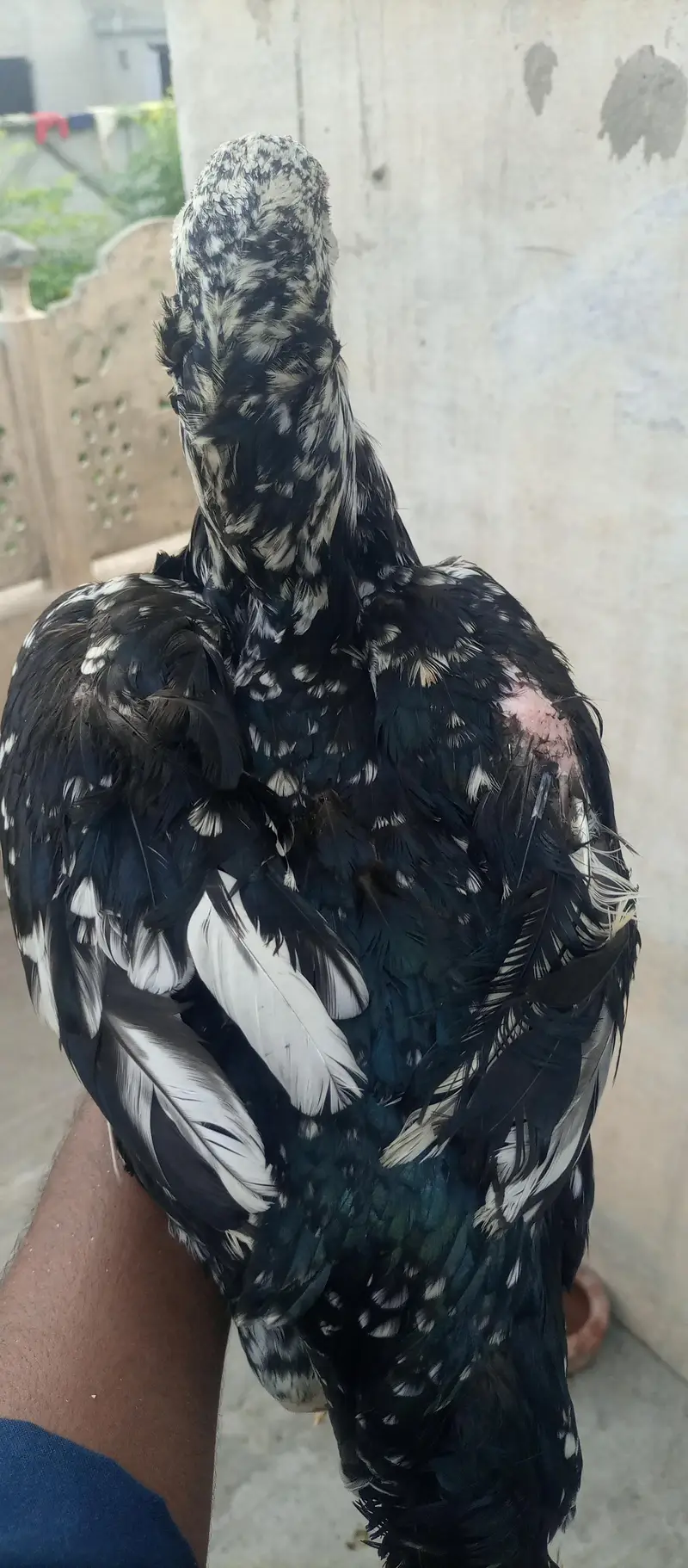 bareedar aseel — photo 6