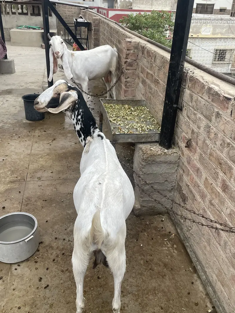 Goats (Females) — photo 5
