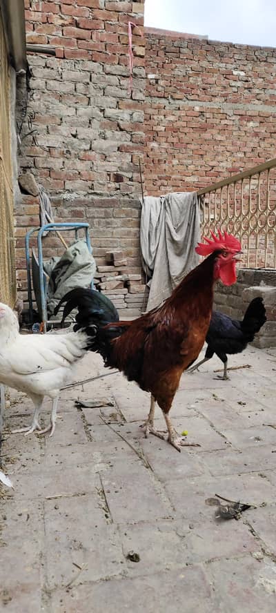 Desi Murga for sale Breeder