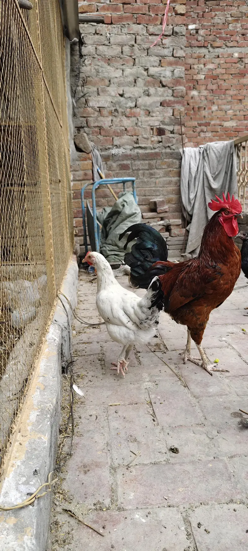 Desi Murga for sale Breeder — photo 2