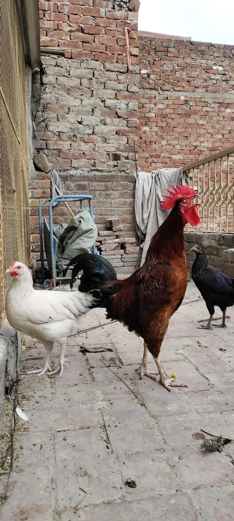 Desi Murga for sale Breeder — photo 3