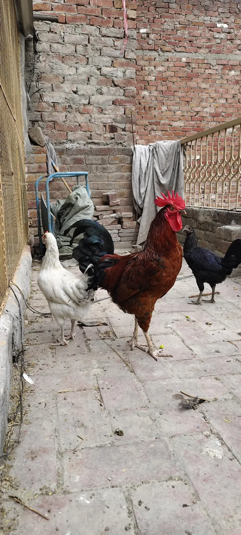 Desi Murga for sale Breeder — photo 4