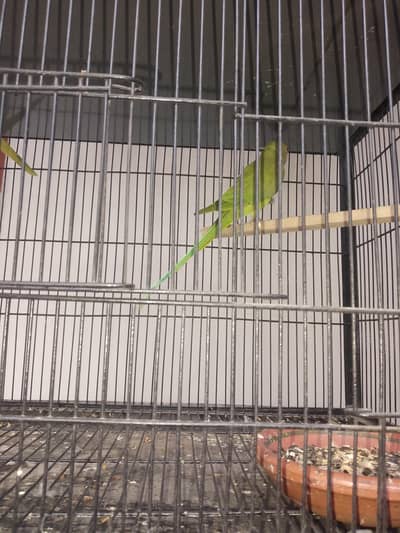 Male beautiful parrot fianl price 3200 ring sata