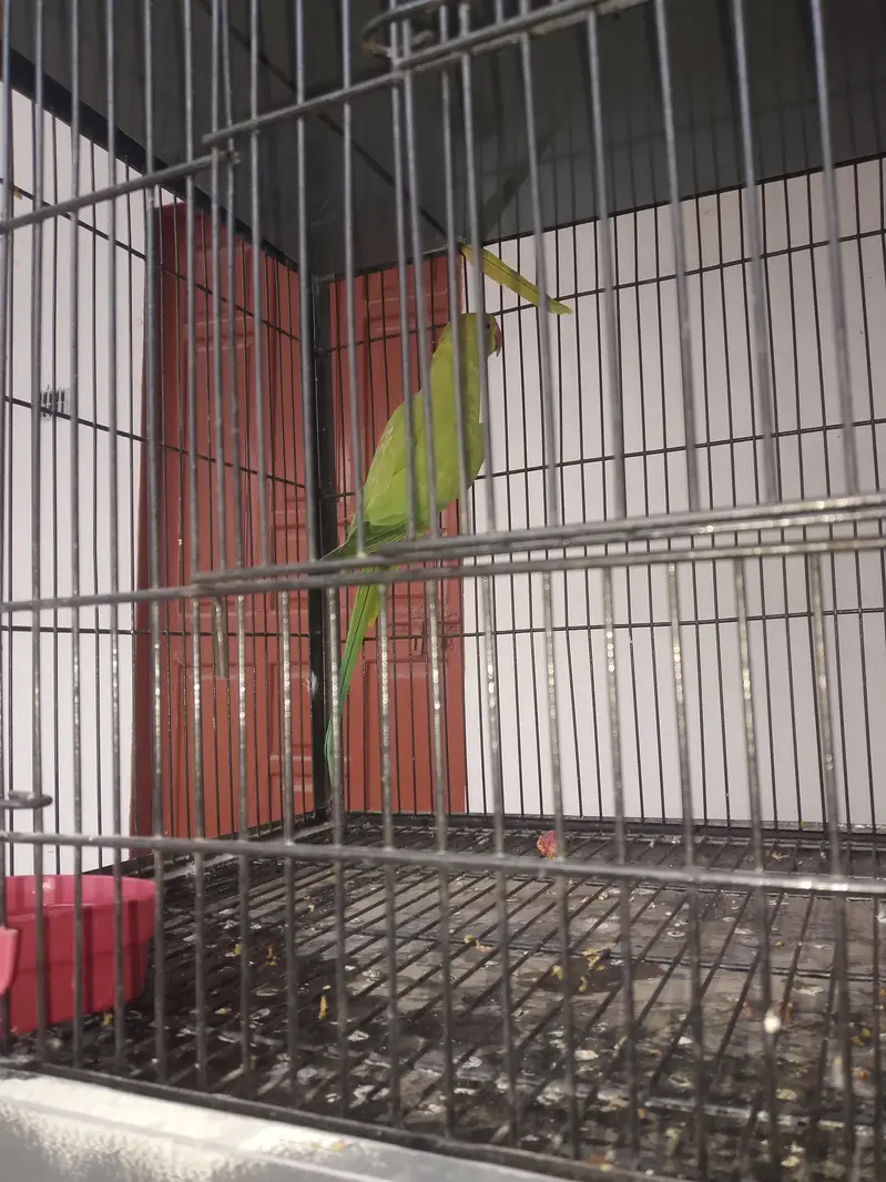 Male beautiful parrot fianl price 3200 ring sata — photo 3