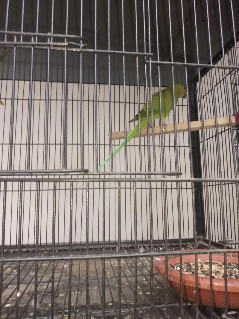 Male beautiful parrot fianl price 3200 ring sata — photo 4